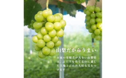 ＜セット品＞ 朝採れ 新鮮 とうもろこし（ゴールドラッシュ）７本 ＆ シャインマスカット １kg ご家庭用