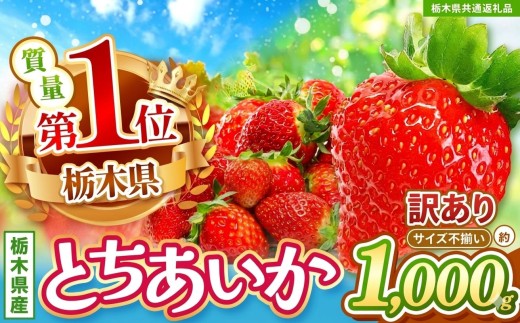 【先行予約】【栃木県共通返礼品】訳あり いちご　サイズランダム 約1kg | 果物 くだもの フルーツ 野菜 やさい ヤサイ 苺 イチゴ いちご とちあいか 新鮮 甘い 数量 限定 美味しい 果物 フルーツ デザート 栃木県 那珂川町 送料無料