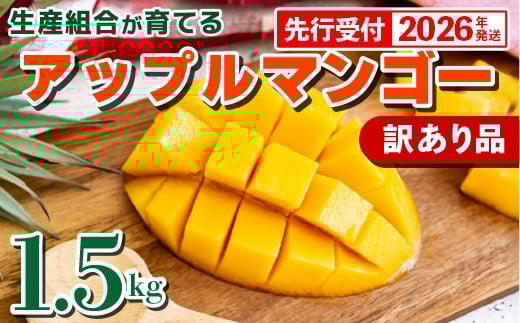 
            【先行受付】【2026年発送】生産組合が育てるアップルマンゴー 訳あり品 約1.5kg - 先行予約 沖縄県産 産地直送 南国フルーツ 旬の味覚 季節の果物 ご自宅用 家庭用 沖縄県 八重瀬町
          