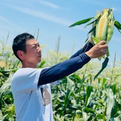 【完熟メロンのように甘い】朝採り!スイートコーン　約4kg【贈答用にもオススメ】【スイートコーン 甘い コーン 野菜 やさい とうもろこしトウモロコシ 福岡県 筑前町】【価格改定】