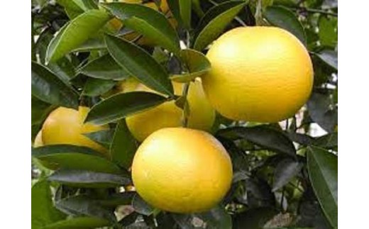 
                  和歌山産 八朔 秀品 5kg【ヤマタ大谷商店】
                