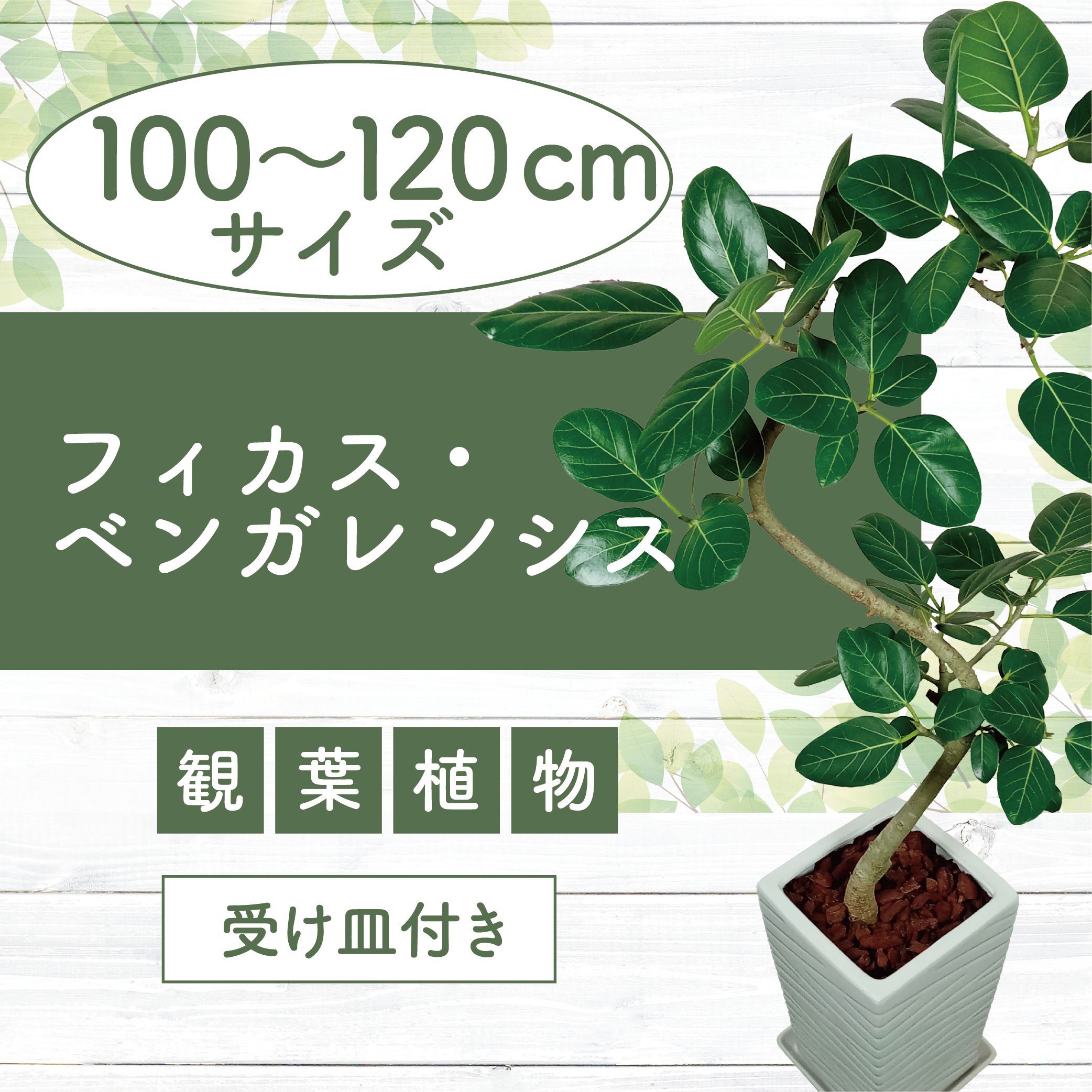 【ふるさと納税】＜2026年3月中旬以降順次発送＞フィカス・ベンガレンシス（100～120cm・受け皿付き・ホワイト陶器鉢) ※北海道・沖縄・離島配送不可※ 観葉植物 植物 鉢付 受け皿付 インテリア 室内 リビング おしゃれ プレゼント ギフト【トロピカルフルーツ＆プランツ】