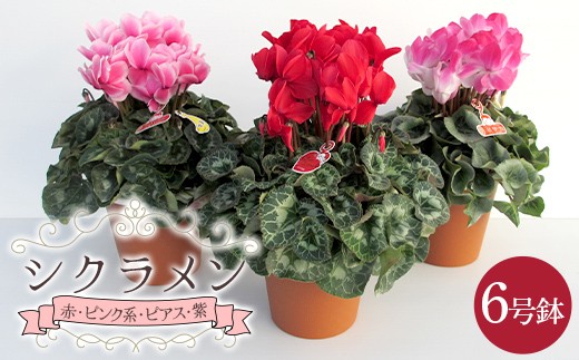 農林水産大臣賞受賞 シクラメン6号鉢（18㎝）ますだ農園＜赤・サーモンピンク・ピンク・ピアス・紫＞から状態の良いものをお届け【お届け11月～12月】F4N-2805