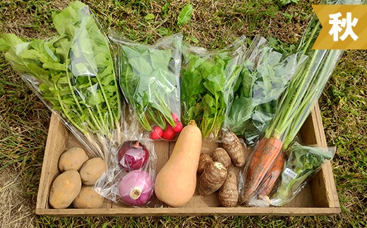 立山の旬野菜セット 新鮮 野菜 サラダ 小分け セット 農薬不使用 冷蔵 国産 食品 F6T-956