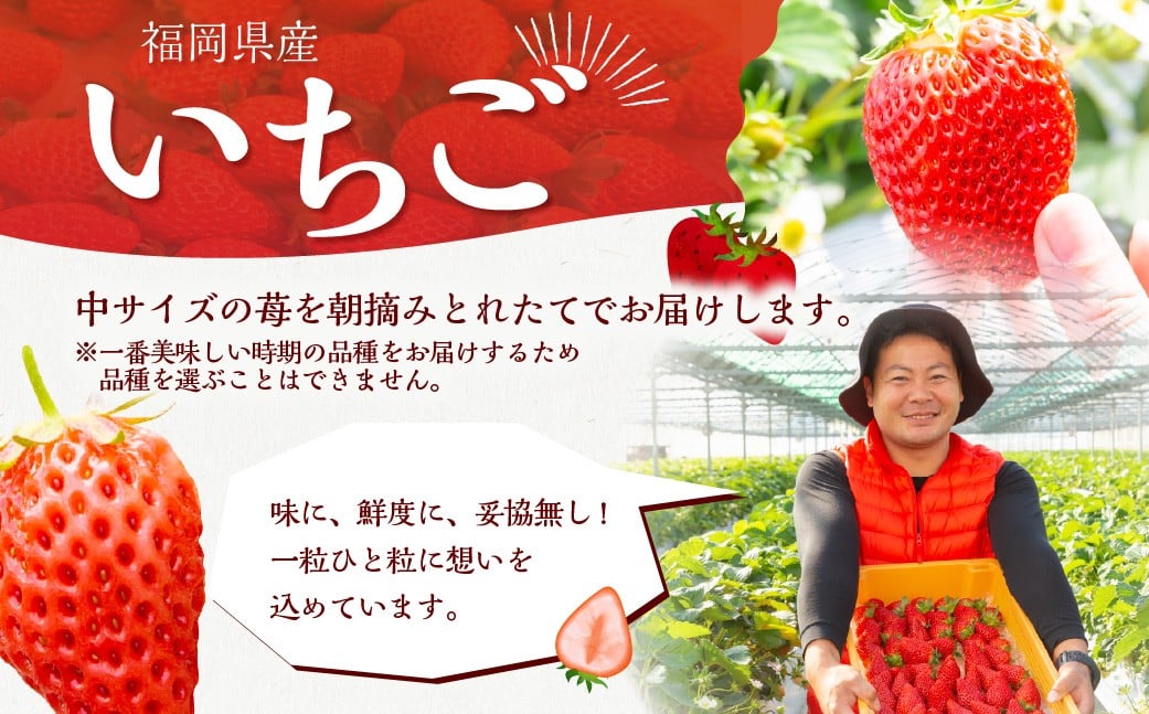 【2026年3月発送】 よかもんいちご 2品または3品種 食べ比べセット 6パック入り （計約1.62kg） よかもん苺 苺 いちご イチゴ 果物 果実 フルーツ 中サイズ 九州 福岡県 うきは市 冷