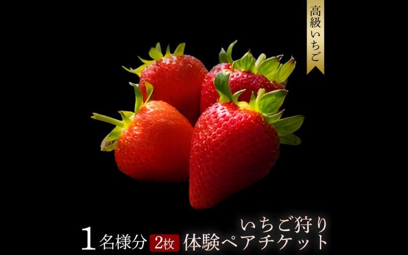 
                  【体験】いちご狩り体験チケット ( 2名様分) ペアチケット maato002B
                