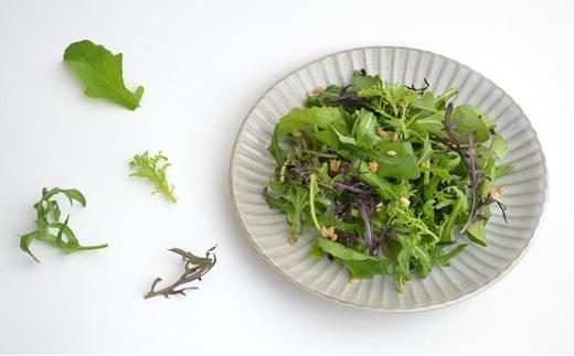 国産 ハーブ 野菜 詰め合わせ 約 450g 4種 8袋 セット ルッコラ 約 50g × 3袋 リーフトマト 赤からし菜 約 50g × 2袋 リーフマスタード からし菜 約 50g × 2袋 セル