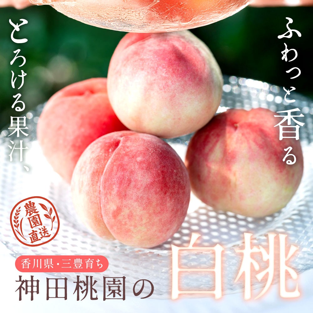 M51-0017_【ふるさと納税】 桃 産地直送 「神田桃園の白桃」 約2kg  [ フルーツ 名産品 桃 もも モモ 白桃 果物 くだもの お取り寄せグルメ 三豊市 20000 20, 返礼品 神田