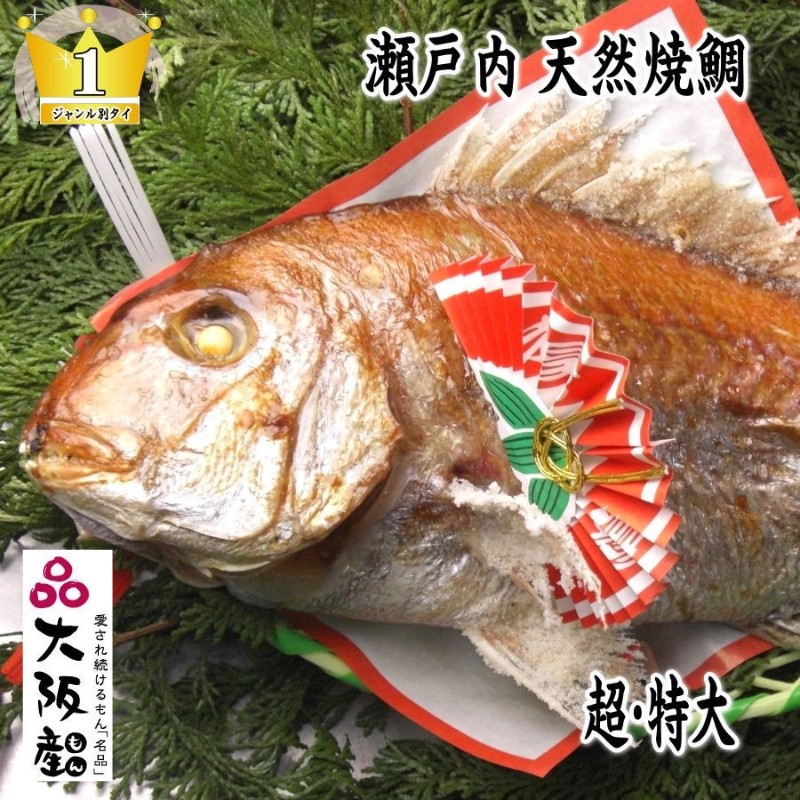 
            [№5309-0066]天然祝鯛　炭火焼　1.7kgアップ
          