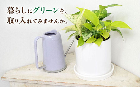 観葉植物ポトス 3種 円柱形 観葉植物 [ACYK039]