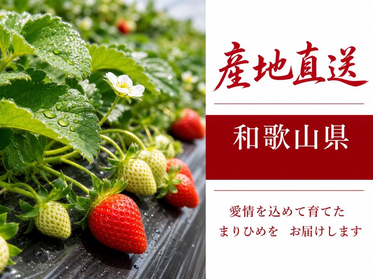 紀州和歌山ブランドいちご「まりひめ」約250g×4P いちご◇