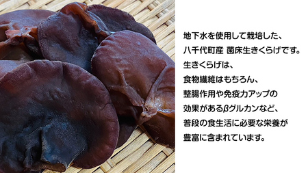 【先行予約 2025年6月以降発送】八千代町産 生きくらげ 約 500g (約 150g ～ 170g × 3パック ） キクラゲ 木耳 きのこ キノコ ふるさと納税 7000円 茨城県 八千代町 [