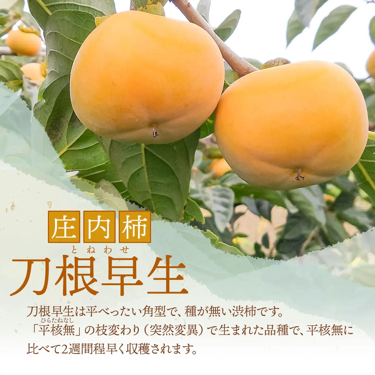 【令和8年産先行予約】　庄内柿　刀根早生　5kg（30～36玉）　山形県鶴岡市　わたなべフルーツファクトリー　| 柿 カキ 刀根早生柿 とねわせがき 種無し柿 旬 期間限定 産地直送 果物 フルーツ 
