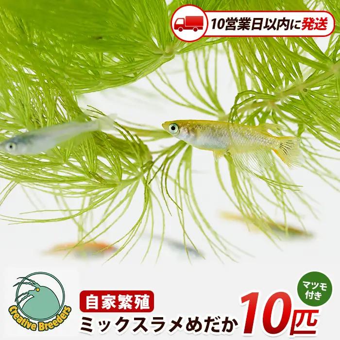 【10営業日以内に発送】ミックスラメめだか10匹+マツモ付き (アクアファームはくと/IB167-007)