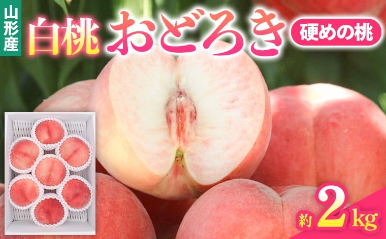 
                  山形県産白桃おどろき 約2kg[硬めの桃]【令和8年産先行予約】FS25-149
                
