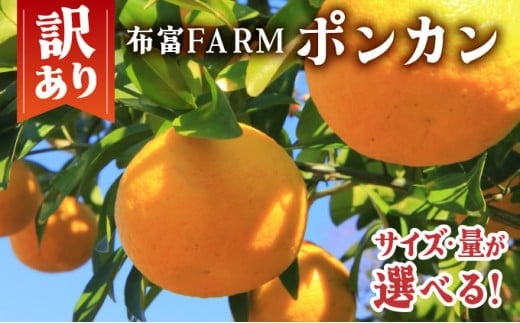 
            【選べる】 訳あり ポンカン＜5〜10kg＞　NT1-7
          