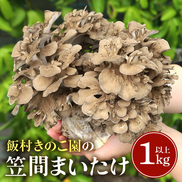 【ふるさと納税】まいたけ 約1kg以上 飯村きのこ園の笠間まいたけ