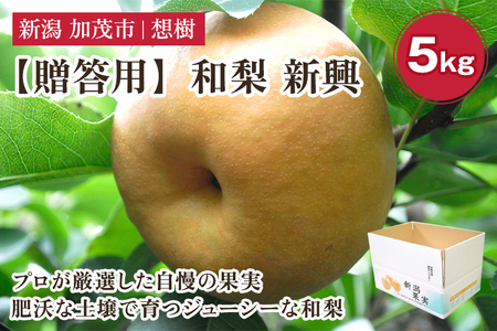 【2025年先行予約】【贈答用】新潟県産和梨 新興 約5㎏（6?14玉） 《10月中旬から順次発送》梨 新興 しんこう