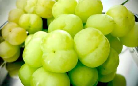 岡山県産ぶどう2種（シャインマスカット+瀬戸ジャイアンツ）家庭用 約2kg ぶどう ブドウ 葡萄 果物 フルーツ 岡山県 倉敷市【2025年9月上旬～9月下旬発送予定】