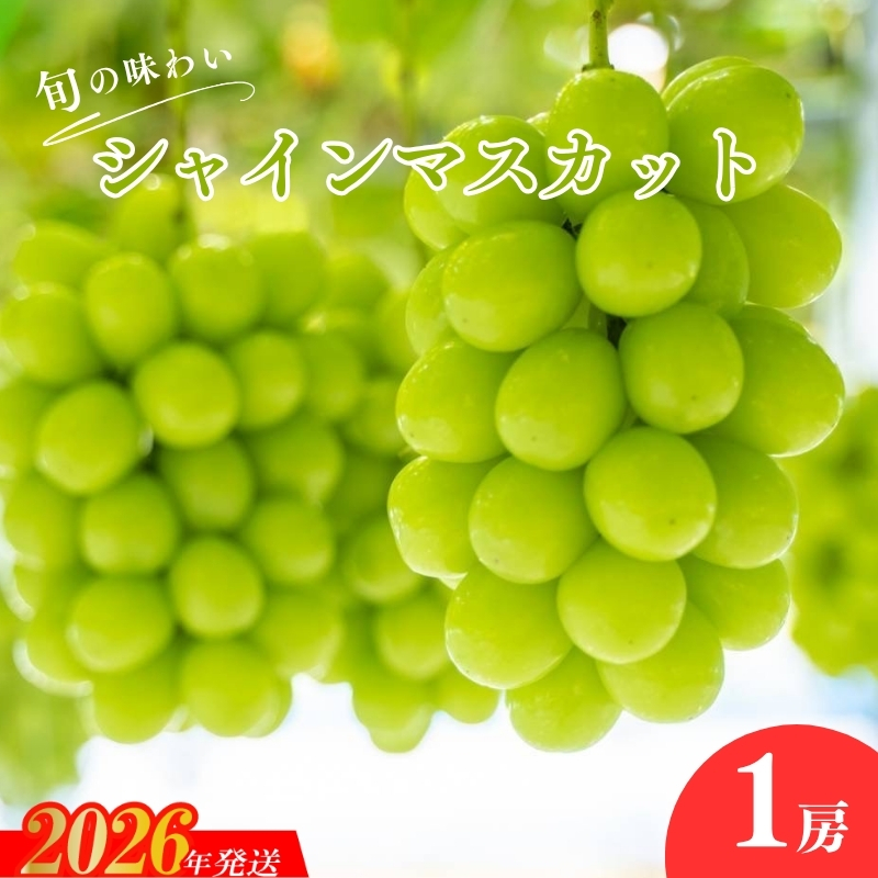 No.2503くるま農園　シャインマスカット（１房）【2026年発送】