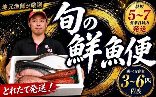 鮮魚 旬 獲れたて セット 3～6匹 鮮魚便 海鮮 魚貝類 魚介類 鮮魚 旬 獲れたて セット 詰め合わせ さかな おさかな 魚 海の幸 福袋 FISH ごはん 夕飯 おかず おつまみ 晩酌 米 丼 三陸産 岩手県 大船渡市