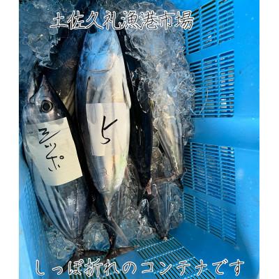 ふるさと納税 南国市 【訳ありしっぽ折れ】生鰹たたき650g |  | 01