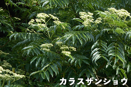【ふるなびWEEK対象】【自然のまま】富津産ハチミツ500g（7～8月の花）