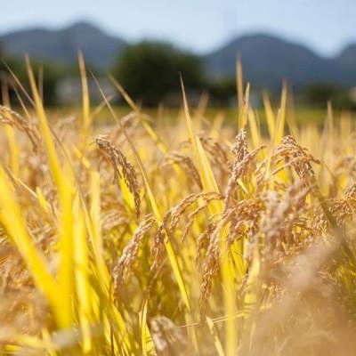 ふるさと納税 高山村 【令和7年産】品種指定『ゆうだい21』高山村のブランド米「月あかね」精米 5kg×1袋 |  | 02