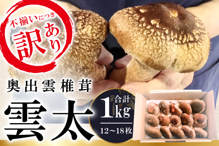 【訳あり】奥出雲椎茸「雲太」1kg【椎茸 生しいたけ 12枚 15枚 18枚 肉厚 収穫直後 新鮮 菌床栽培 国産 きのこ キノコ 野菜 料理 食品 プレゼント 贈り物 ギフト】