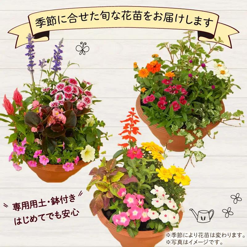 品種おまかせ 季節の花苗 12ポット 寄植え 花