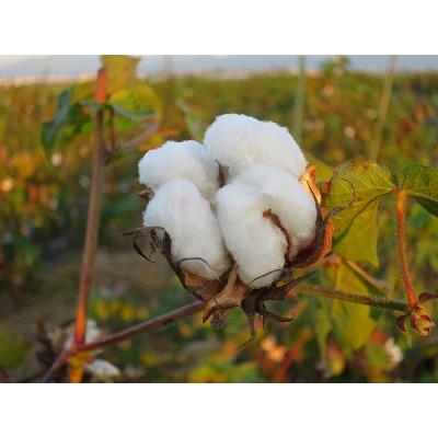 ふるさと納税 彦根市 綿畑からそのまんま　おやすみマスク(大)2枚　Y-15 |  | 02