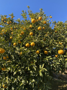 先行予約 甘夏 約10kg 2026年3月上旬〜2026年5月上旬発送予定