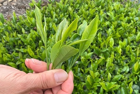 057-6【先行予約】2025年度産　新茶100ｇ×10本