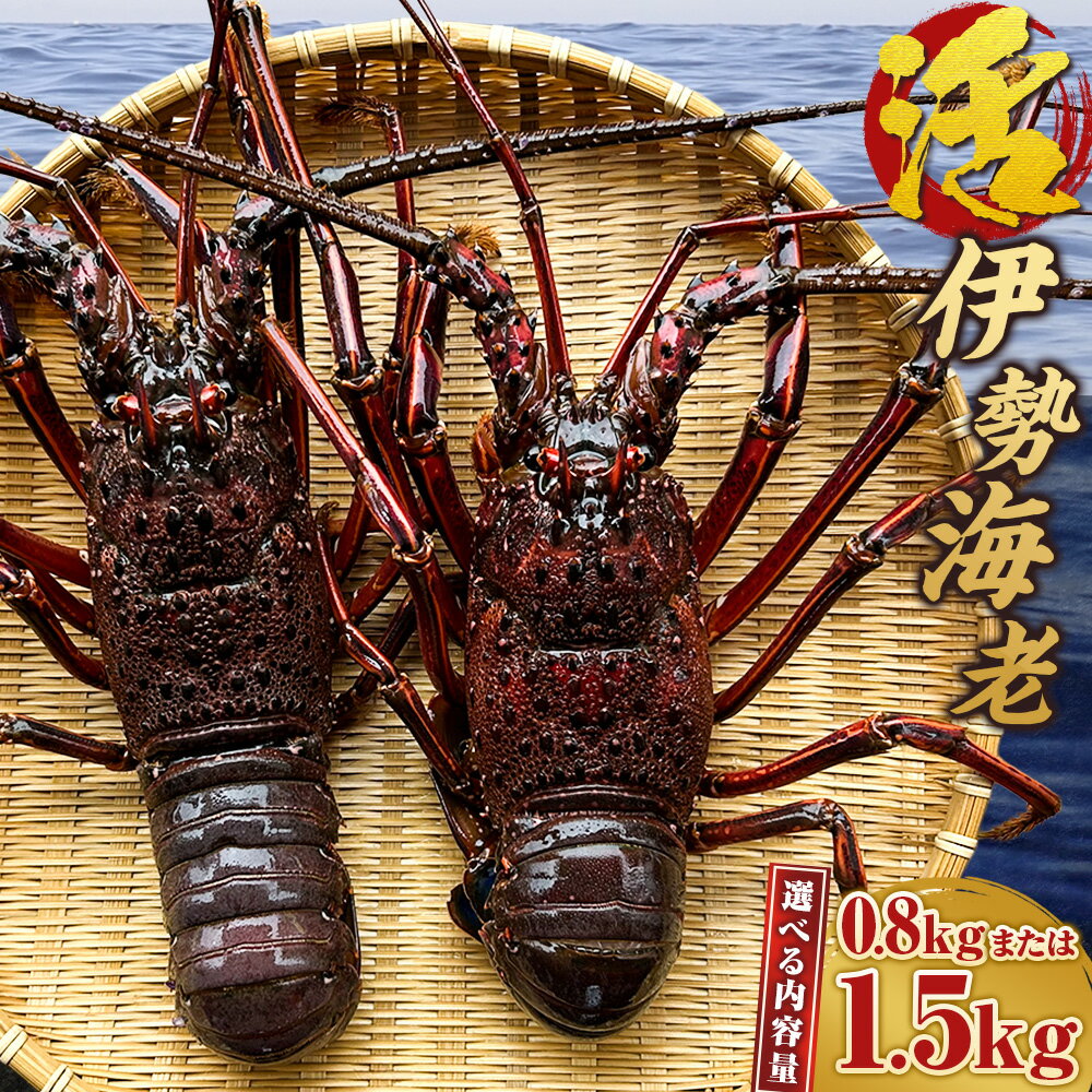 【ふるさと納税】活伊勢海老 選べる内容量 ( 800g / 1.5kg ) | 伊勢エビ イセエビ 海老 海鮮 刺身 魚介類 新鮮 活 エビ 天然 冷蔵 九州 長崎県 長崎市 送料無料