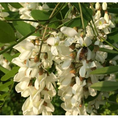ふるさと納税 長野県 アカシアはちみつ(小)185g+日本ミツバチ百花はちみつ(小)177g　2本組合せ |  | 01
