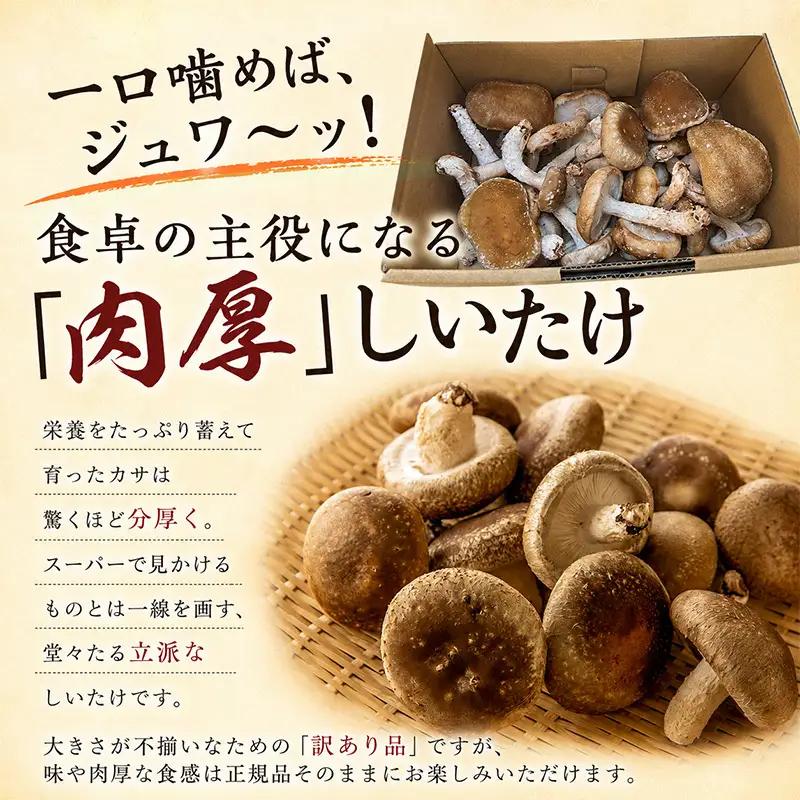 【訳あり】不揃い 生しいたけ 肉厚 約500g 秋山農場 しいたけ
