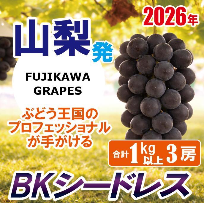 【ふるさと納税】《秀品以上》上級品をお得に　【BKシードレス】　1.0kg以上（3房）　【2026年発送分 先行予約】- FUJIKAWA GRAPES -