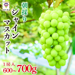シャインマスカット 約600～700g 1房 ＜出荷時期：2026年8月下旬～9月下旬頃＞ ぶどう 葡萄