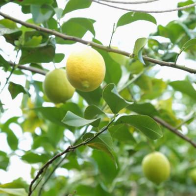 ふるさと納税 水俣市 国産果汁100% レモン果汁 500ml×6本(栽培期間中農薬・化学肥料不使用/食品添加物無添加) |  | 01