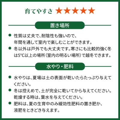 ふるさと納税 糸島市 幸せを呼ぶ木『ガジュマル』　エッジボールポット 糸島市 / cocoha [AWB038] |  | 03