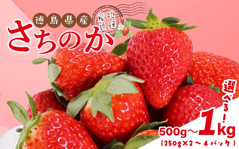 
                  いちご 500g ～ 1㎏ 選べる 容量 さちのか 苺 イチゴ ストロベリー 数量限定 徳島県産 strawberry ichigo itigo 2月上旬より順次出荷 徳島県 
                