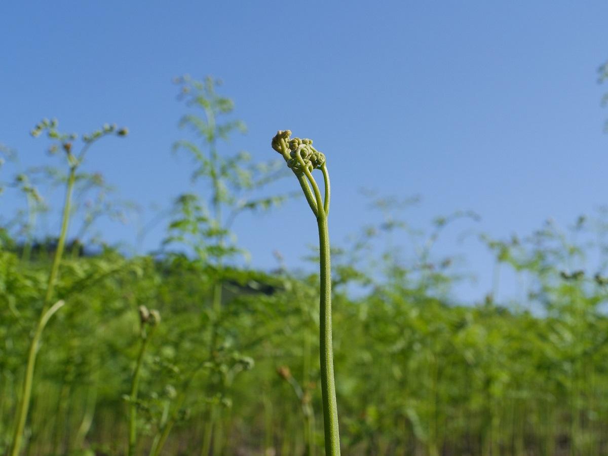 【通常配送】採れたて山菜　あく抜きわらび　200ｇ×4束