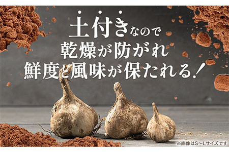 【先行予約】土付き にんにく 白玉王 1kg Sサイズ 本別町産 斎啓一 《2026年8月上旬-9月末頃出荷》