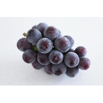 【お中元 熨斗付】 ピオーネ 2房 (県内共通返礼品:かすみが