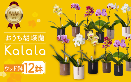 産直胡蝶蘭『カララ』12鉢セット ウッド鉢  胡蝶蘭 胡蝶蘭 胡蝶蘭 胡蝶蘭 胡蝶蘭 