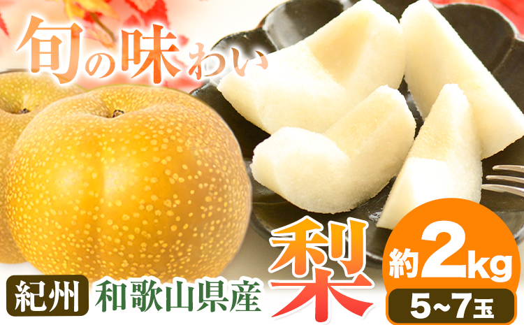 【先行予約】紀州和歌山県産の梨 約2kg 5～7玉 化粧箱入 魚鶴商店《8月中旬-9月上旬出荷》和歌山県 日高川町 和歌山県産 梨 なし ナシ 贈り物 ギフト(F)