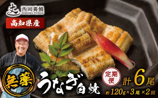完全無投薬 鰻白焼 国産 定期便 計6尾 ( 120g × 3尾 × 2回 ) うなぎ白焼 鰻 厳選 無薬 うなぎ 白焼き 白やき 国産うなぎ 国産鰻 人気 鰻白焼き 特製タレ 山椒 セット 湯煎 簡単調理 旨味 風味 香ばしい うな重 土用の丑の日 スタミナ食 ギフト 贈り物 贈答 お取り寄せ グルメ 高級 うなぎ料理 こだわり 冷凍 高知県産 ランキング おすすめ 西岡養鰻 安芸市 高知県