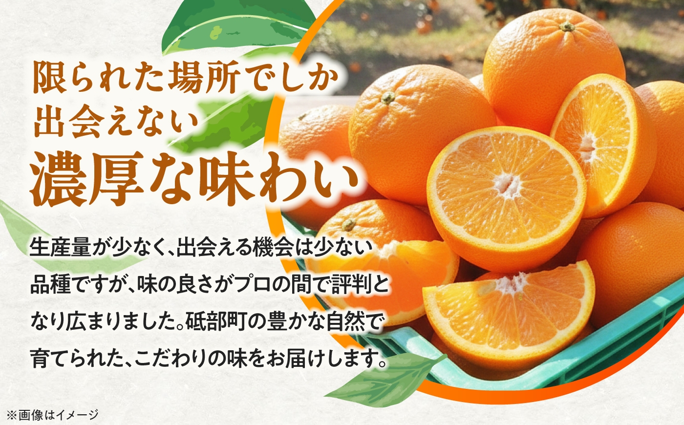 柑橘 蜜柑 みかん ミカン みかんジュース とべ農六柑 5kg 小玉 愛媛 贈答
