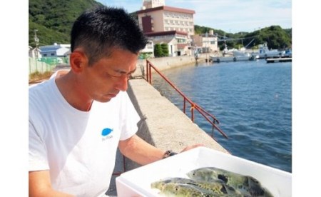 【淡路島3年とらふぐ】活てっさ（6～7人前）
