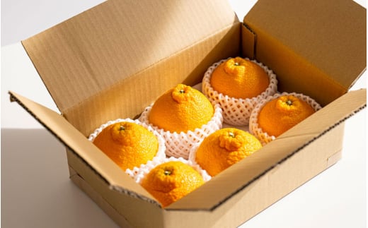 【先行予約】希少な樹上完熟　しらぬい（不知火） 秀品大玉 約2kg(6個) 2026年2月末～2026年4月中旬頃に順次発送予定（お届け日指定不可）/ 和歌山 みかん しらぬい 不知火 【kiy001